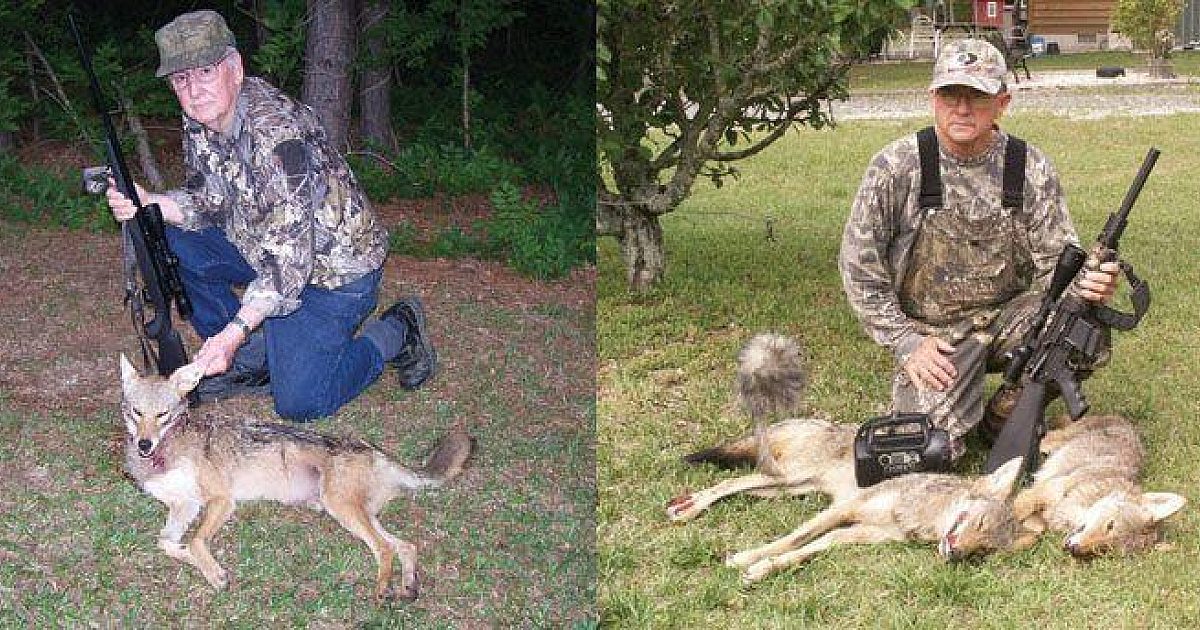Hunting Predators that Prey on Livestock | Grand View Outdoors