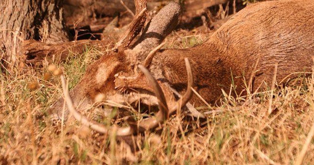 The Science Of The Rut — Part 2 | Grand View Outdoors