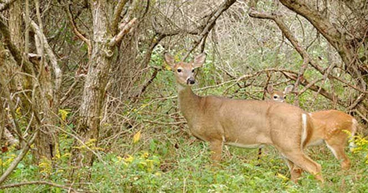 Spring Hunt Fall Spring and summer weather can ruin a fall hunt | Grand View Outdoors