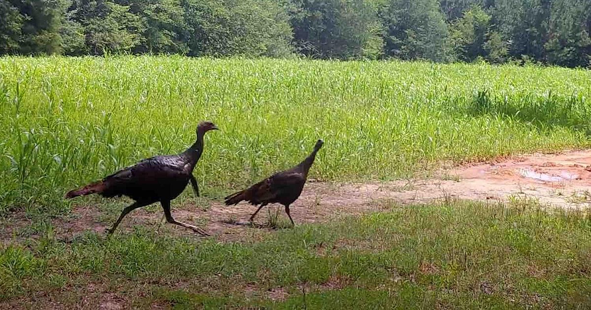 Trail Cam Video: Turkeys Chase a . . . What?! | Grand View Outdoors