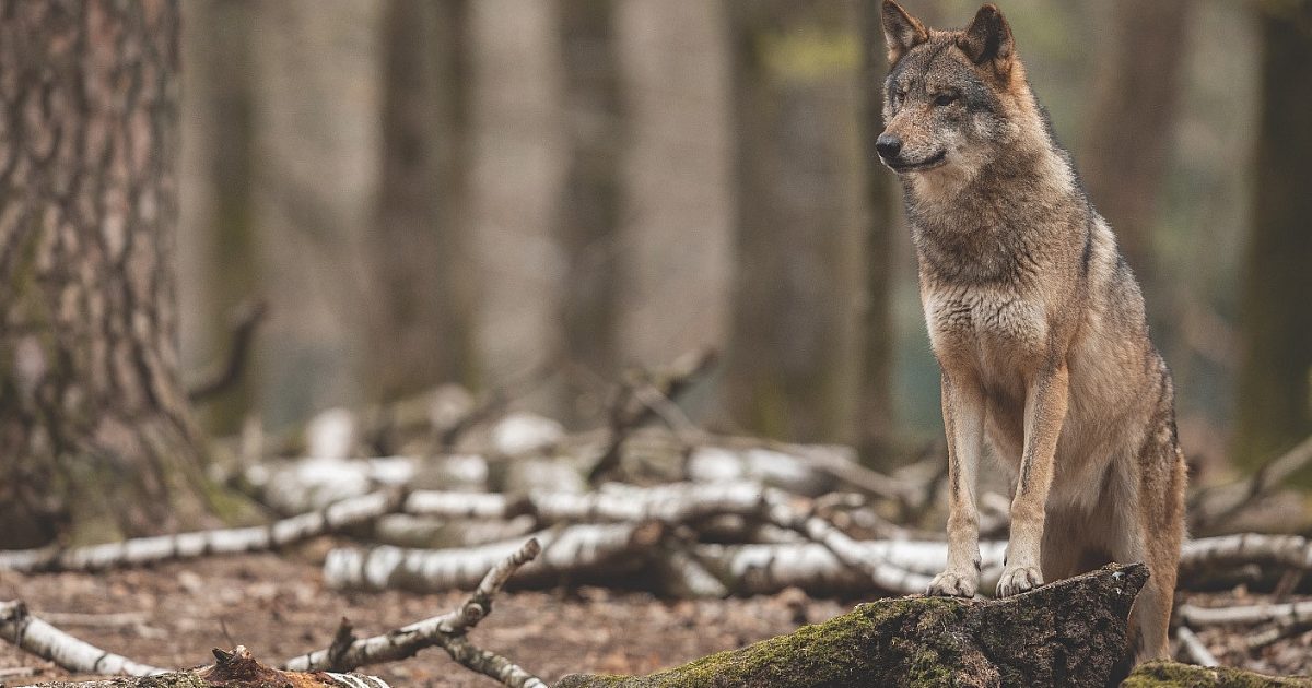 Gray Ghosts of the Timber | Grand View Outdoors