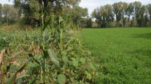 0006 food plots