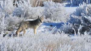 1 Coyote in hoar frost Seedskadee National Wildlife Refuge by Tom Koerner USFWS