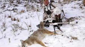 1 bird distress calls for coyotes predators copyright Mark Kayser