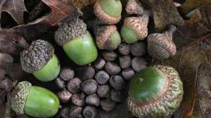 1024px Acorns small to large