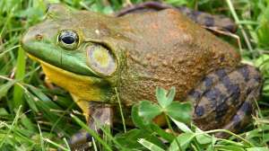 1200px North American bullfrog1
