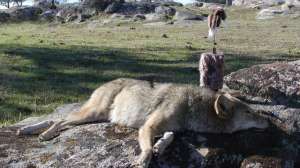 163 yard shot Big dog 181003 162059