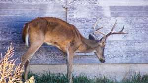 17 CWD Mike Hopper Kansas Dept of Wildlife Parks and Tourism CMYK 0 1