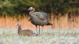 2 Decoy Tips Avian X Decoys cropped