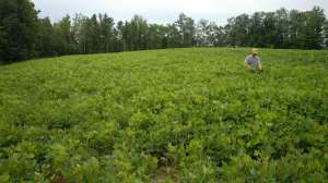 2011 soybean field