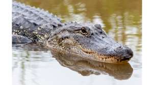 Arkansas Alligator Hunters Narrowly Set Harvest Record