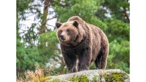 RMEF Pushes for Immediate Long Term Action on Grizzly Bears