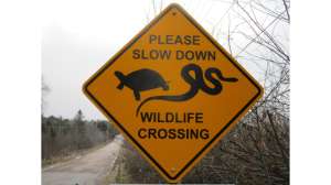 Mountain Lion Killed in Arkansas Vehicle Collision