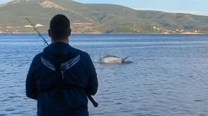 Hooking a bluefin tuna popper
