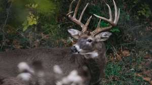 Jared Mills rattling tip