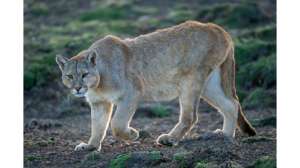 Mountain Lion Confirmed via Camera in Arkansas