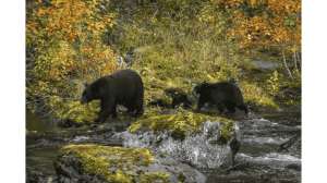 First New Jersey Bear Season Sees Decline