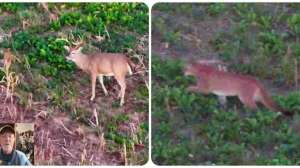 Collage mountain lion and deer