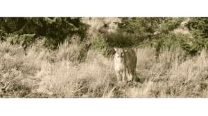 FG wildlife technician films mountain lion encounter in Owyhees