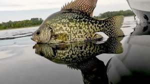 Fall crappies Mitchell