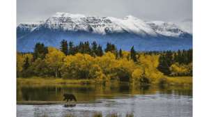 Montana FWP Establishes Bear Relocation Dashboard