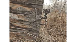 Photographing Trophy Predators 2