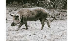 Arkansas Task Force Removes More Than 12000 Feral Pigs