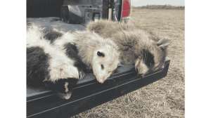 Chasing the Egg Eaters