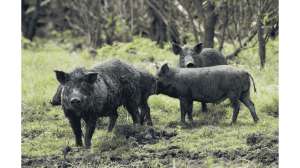 Feral Pigs Root Up Oklahoma Cemetery Gravesites