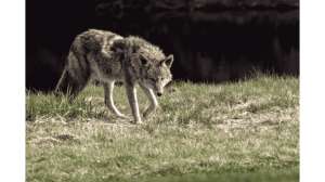 Big Game Season Predator Management