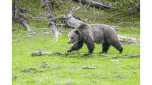 Yellowstone Grizzly Euthanized After Acclimation to Human Foods