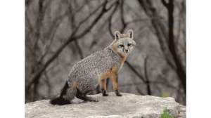 Illinois Closes Seasons for Hunting Trapping Gray Foxes