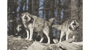 A Push to Delist Wolves Under Way