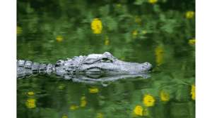 Startled Alligator Kills Woman Canoeing with Husband