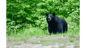 New York 2024 Bear Harvest Among Highest in Years