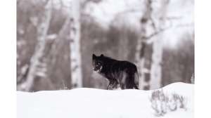 Montana FWP Proposes Changes to Wolf Regulations
