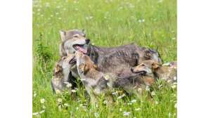 Montana Releases Final Wolf Management Plan