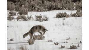 OFF SEASON PREDATORGAME MANAGEMENT