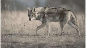 Utah Wildlife Board Updates Season Dates for Furbearers