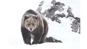 Grizzly Delisting Subject to Change