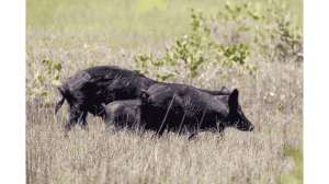 More Feral Hogs