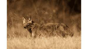 MDC Article Coyote