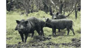 Feral Hogs