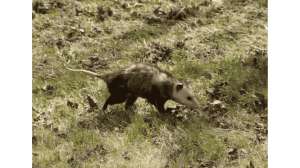 Opposum