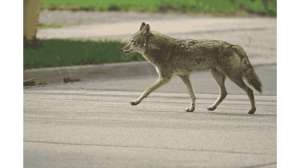 Coyote walking