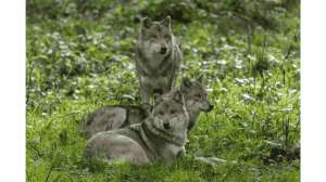 3wolves
