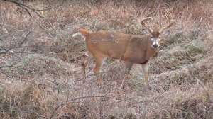 210 Whitetail