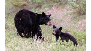 Black Bears