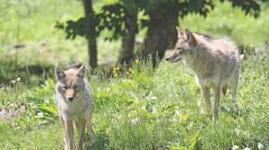 Dispersal i Stock 177316555 karlumbriaco