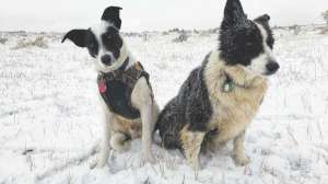 DD13 Sully and Sage on a coyote hunt Sully learned much from Sage snowfall copyright Mark Kayser